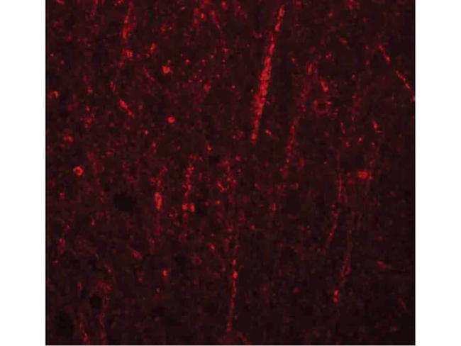 FRMPD4 Antibody in Immunocytochemistry (ICC/IF)