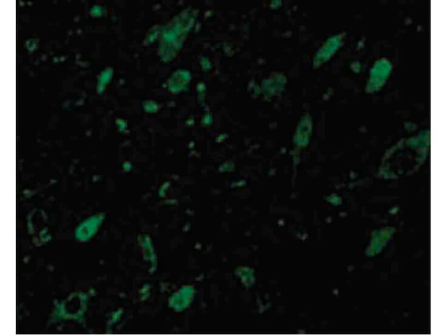 GBL Antibody in Immunocytochemistry (ICC/IF)