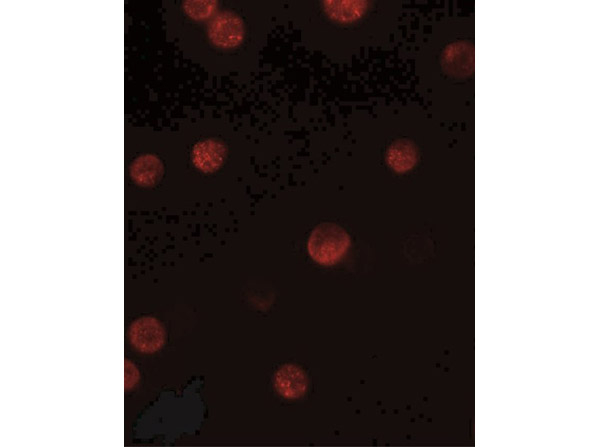 GBP6 Antibody in Immunocytochemistry (ICC/IF)