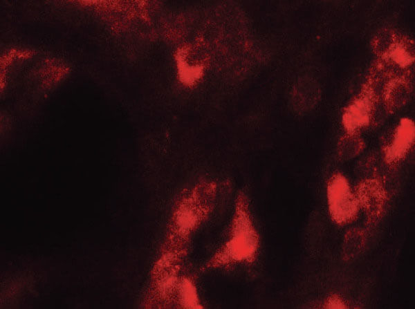 GDPD5 Antibody in Immunocytochemistry (ICC/IF)