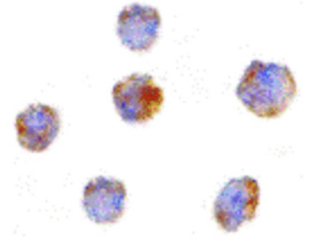 GITRL Antibody in Immunocytochemistry (ICC/IF)