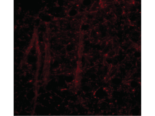 GLE1 Antibody in Immunocytochemistry (ICC/IF)