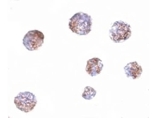 GNPDA1 Antibody in Immunocytochemistry (ICC/IF)