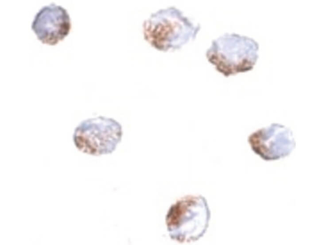 GNPDA2 Antibody in Immunocytochemistry (ICC/IF)