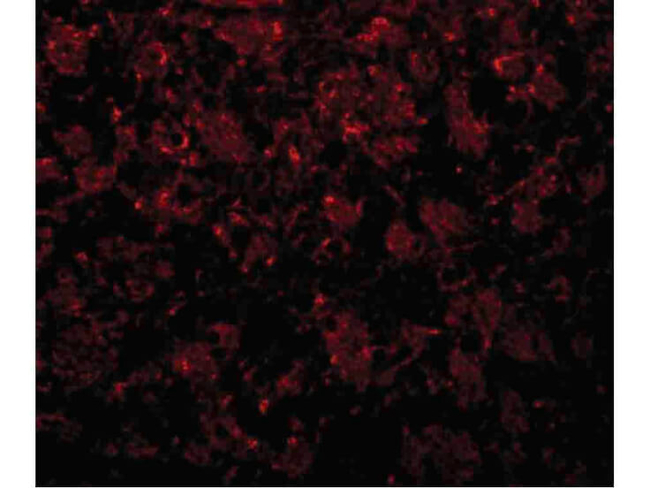 GOLPH2 Antibody in Immunocytochemistry (ICC/IF)