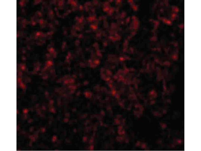 GOLPH3 Antibody in Immunocytochemistry (ICC/IF)