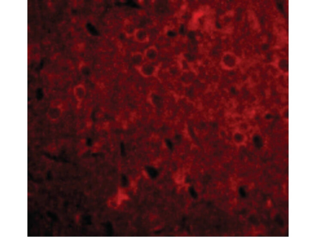 GPAT1 Antibody in Immunocytochemistry (ICC/IF)