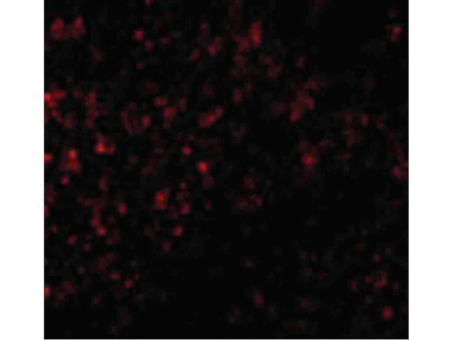 GPR3 Antibody in Immunocytochemistry (ICC/IF)