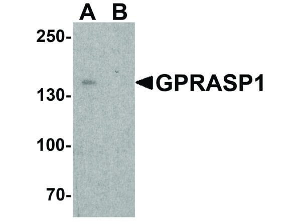 GPRASP1 Antibody in Western Blot (WB)