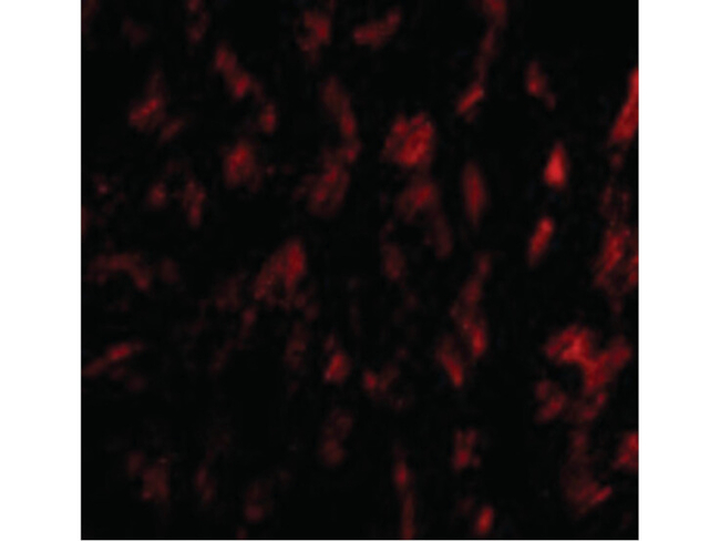 GPVI Antibody in Immunocytochemistry (ICC/IF)