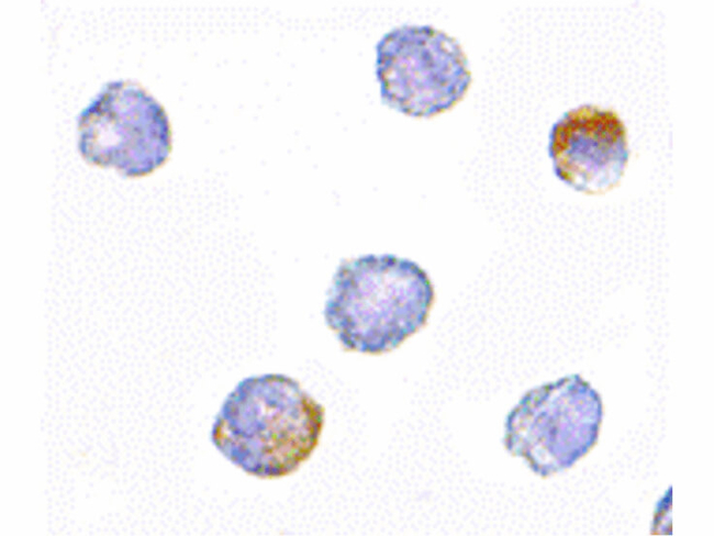 GRTP1 Antibody in Immunocytochemistry (ICC/IF)