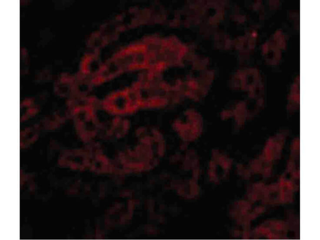 HAAO Antibody in Immunocytochemistry (ICC/IF)