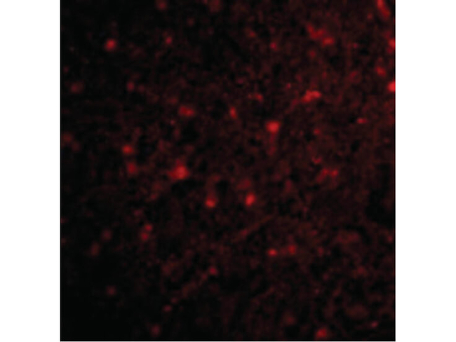 HAP1 Antibody in Immunocytochemistry (ICC/IF)