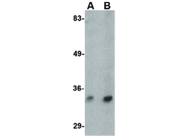Hax1b Antibody in Western Blot (WB)