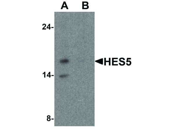 HES5 Antibody in Western Blot (WB)