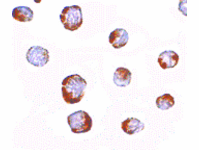HINT1 Antibody in Immunocytochemistry (ICC/IF)