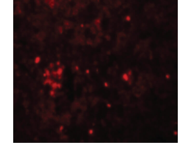 HVCN1 Antibody in Immunocytochemistry (ICC/IF)