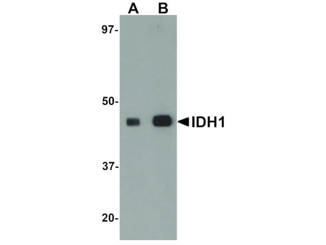 IDH1 Antibody in Western Blot (WB)