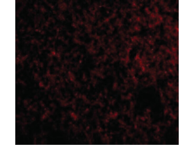 IEX1 Antibody in Immunocytochemistry (ICC/IF)