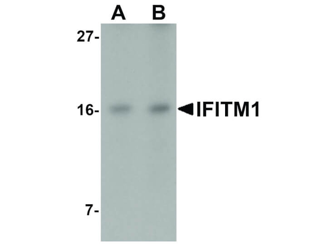IFITM1 Antibody in Western Blot (WB)