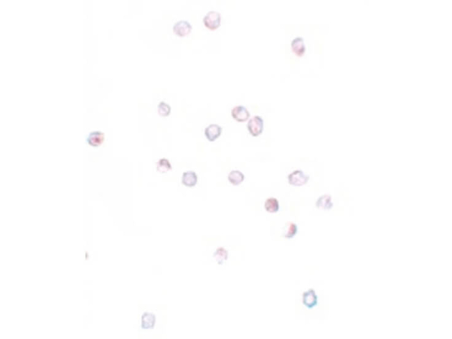 IFITM1 Antibody in Immunocytochemistry (ICC/IF)