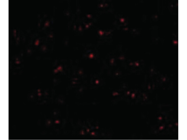 IFN beta Antibody in Immunocytochemistry (ICC/IF)