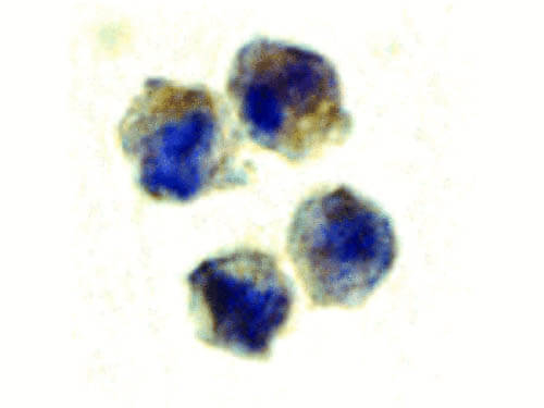 IL-22 Receptor Antibody in Immunocytochemistry (ICC/IF)