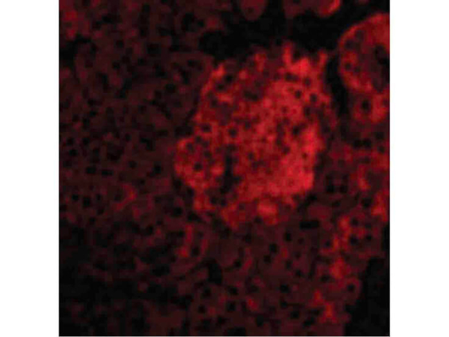 IL-23 Antibody in Immunocytochemistry (ICC/IF)