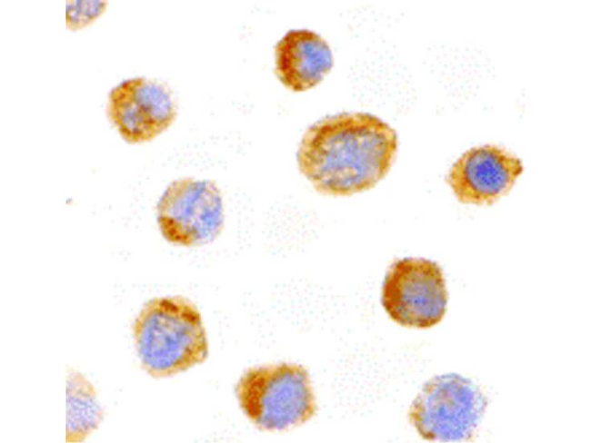 IL-27 Antibody in Immunocytochemistry (ICC/IF)