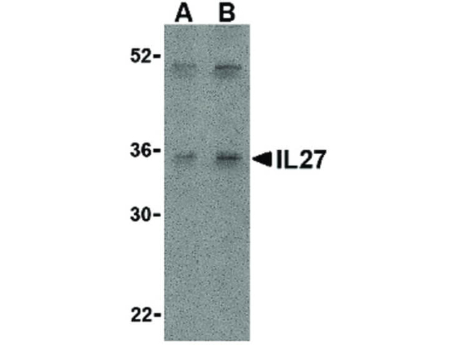 IL-27 Antibody in Western Blot (WB)