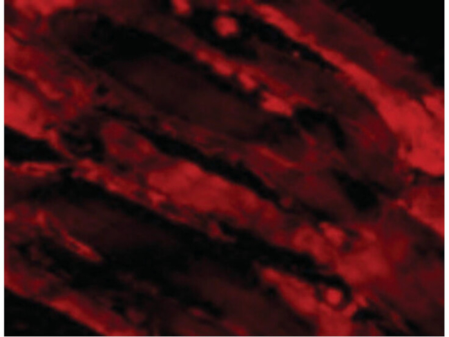 IL-31 Antibody in Immunocytochemistry (ICC/IF)