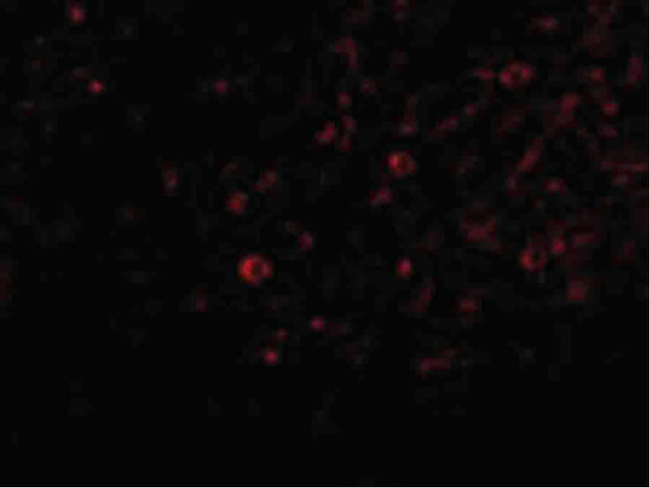 IL-32 Antibody in Immunocytochemistry (ICC/IF)