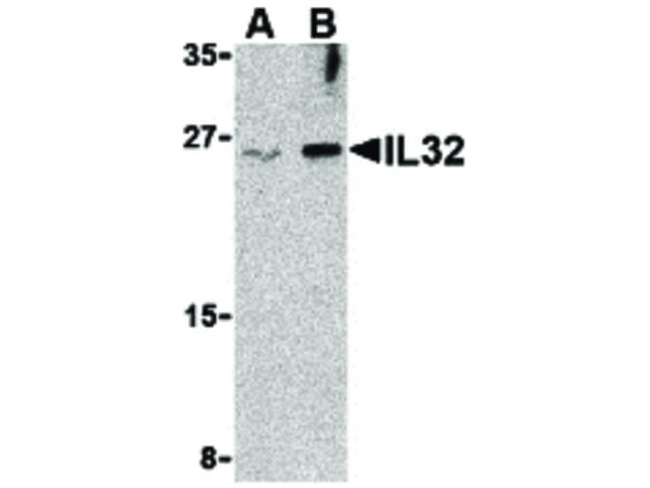 IL-32 Antibody in Western Blot (WB)