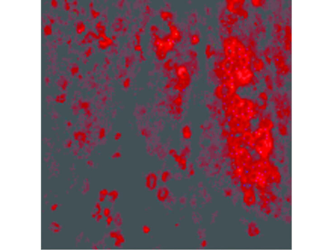 IL-33 Antibody in Immunocytochemistry (ICC/IF)