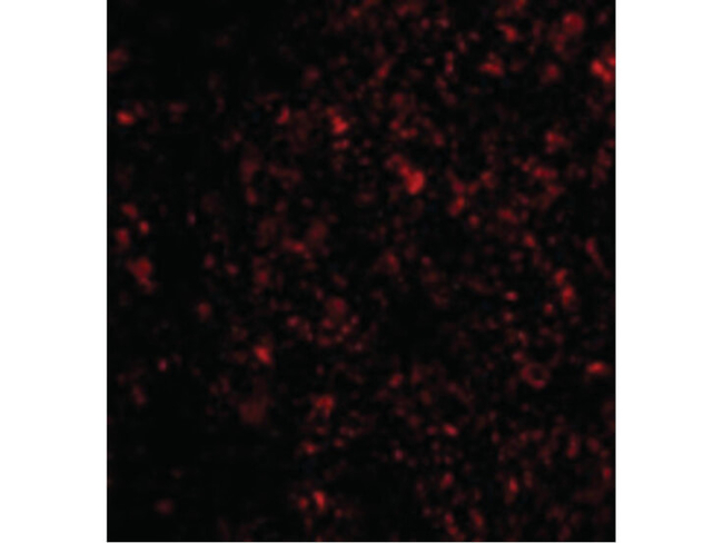 IL-33 Antibody in Immunocytochemistry (ICC/IF)
