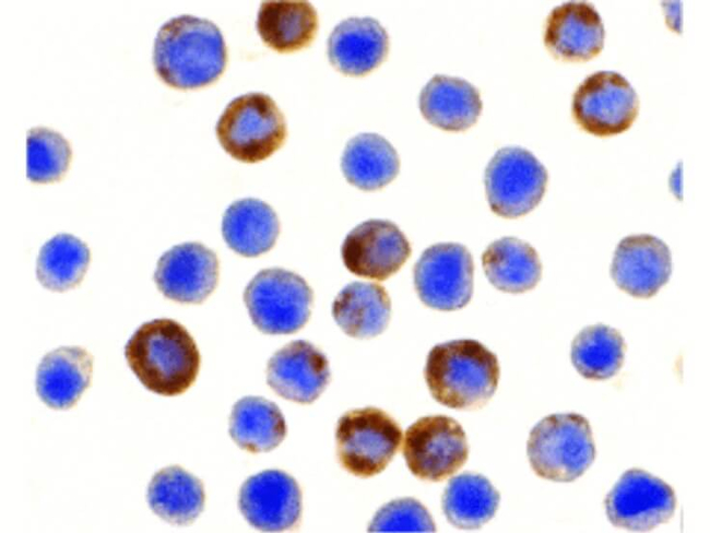 ILP-2 Antibody in Immunocytochemistry (ICC/IF)