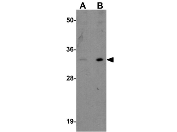 INCA1 Antibody in Western Blot (WB)