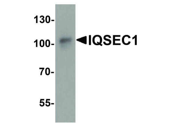 IQSEC1 Antibody in Western Blot (WB)