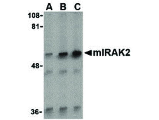 IRAK2 Antibody in Western Blot (WB)