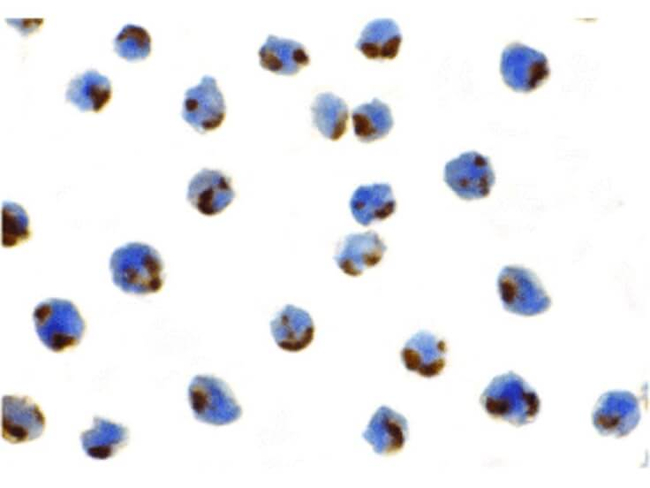 IRE1p Antibody in Immunocytochemistry (ICC/IF)