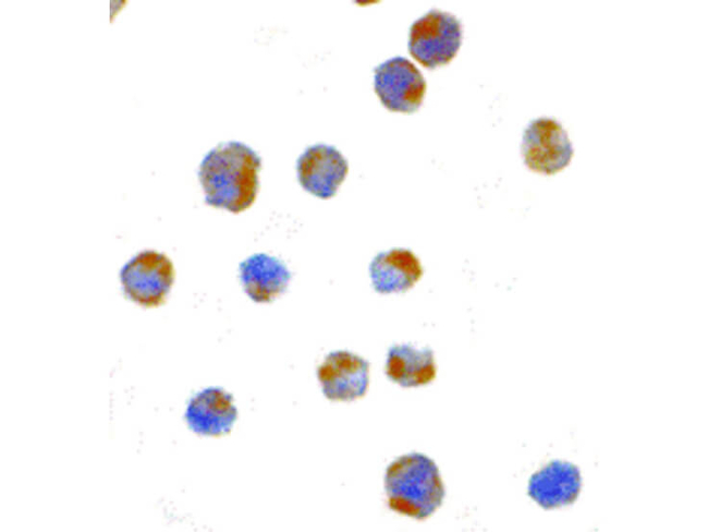 IRE1p Antibody in Immunocytochemistry (ICC/IF)
