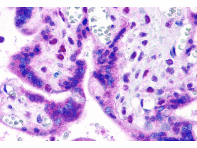 IRF2BP2 Antibody in Immunohistochemistry (Paraffin) (IHC (P))