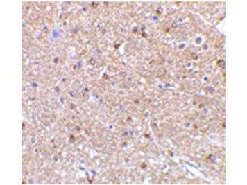 NogoA Antibody in Immunohistochemistry (Paraffin) (IHC (P))