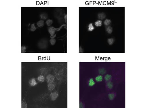BrdU Antibody in Immunocytochemistry (ICC/IF)