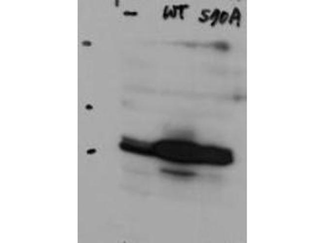 HICE1 Antibody in Western Blot (WB)