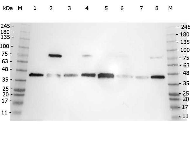 POLB Antibody in Western Blot (WB)