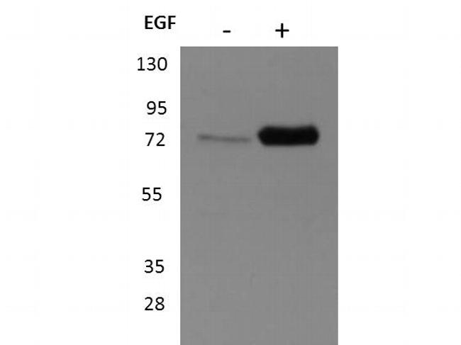 p90 RSK1 Antibody in Western Blot (WB)