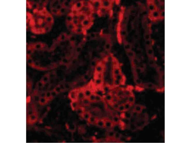 IRF3 Antibody in Immunocytochemistry (ICC/IF)