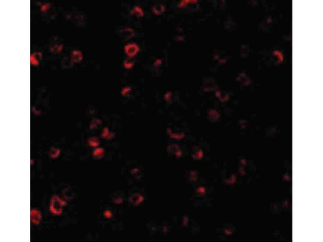 IRF3 Antibody in Immunocytochemistry (ICC/IF)
