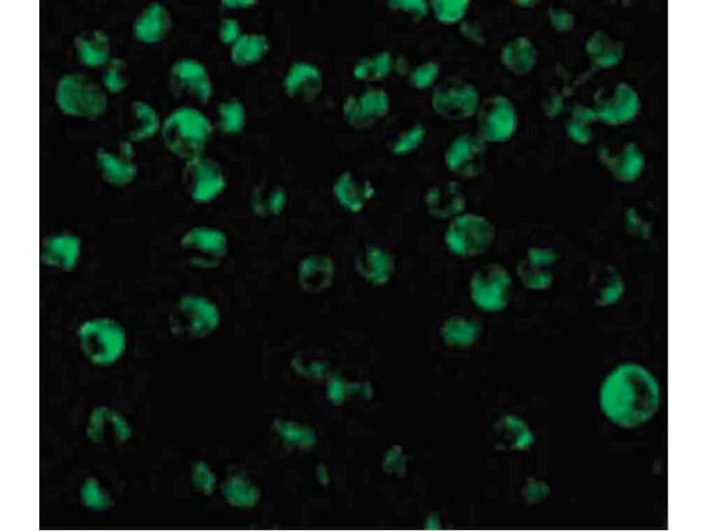 IRF8 Antibody in Immunocytochemistry (ICC/IF)